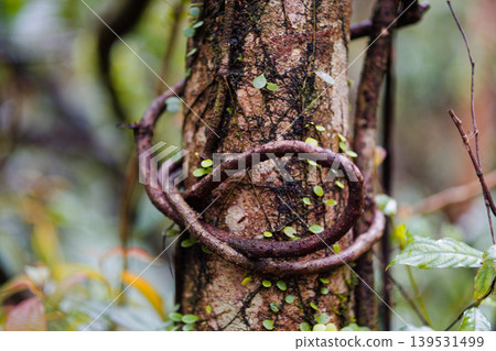 Twisted Vine Coiling Around Tree Trunk in Humid Mountain Forest Twisted Vine Coiling Around Tree Trunk in Humid Mountain Forest 139531499