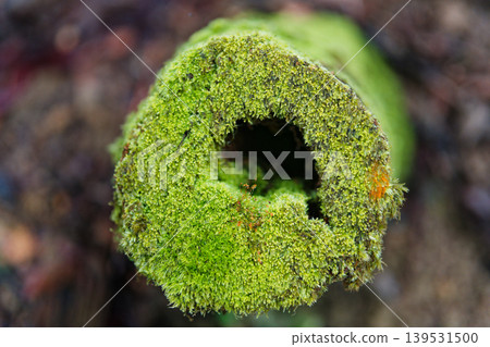 Moss Covered Hollow Bamboo Cut End Close-Up in Humid Forest 139531500