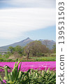 Mount Komagatake and moss phlox 139531503