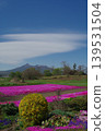 Mount Komagatake and moss phlox 139531504