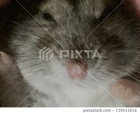 A hamster that just woke up, a grumpy hamster 139531618