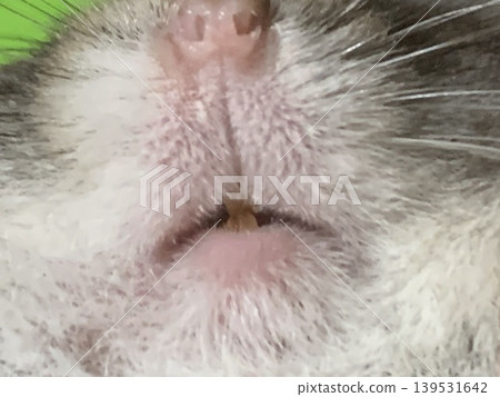 Hamster's face Hamster's face 139531642