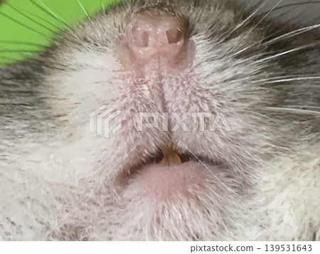 Hamster's face 139531643
