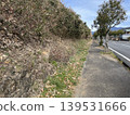 Weeds growing on the side of the road 139531666