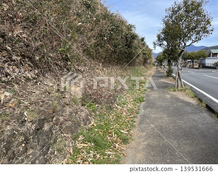 Weeds growing on the side of the road Weeds growing on the side of the road 139531666