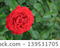 Rose, flower, red, early summer, green background 139531705