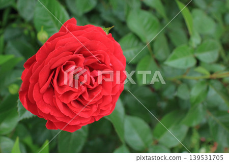 Rose, flower, red, early summer, green background Rose, flower, red, early summer, green background 139531705
