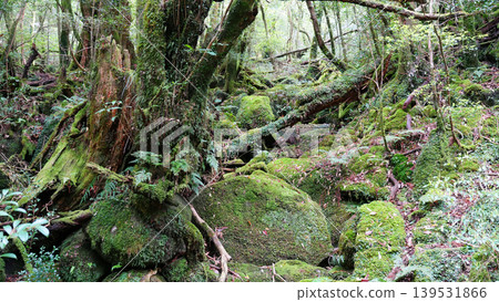 屋久島繩文杉健行 屋久島繩文杉健行 139531866