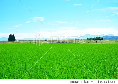 Summer tree landscape of Ojiya Ikegahara countryside in summer Summer tree landscape of Ojiya Ikegahara countryside in summer 139531883
