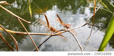 Two golden dragonflies perched on a dry twig above the water. Two golden dragonflies perched on a dry twig above the water. 139532009