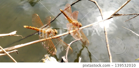Two golden dragonflies perched on a dry twig above the water. Two golden dragonflies perched on a dry twig above the water. 139532010