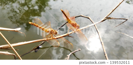 Two golden dragonflies perched on a dry twig above the water. 139532011