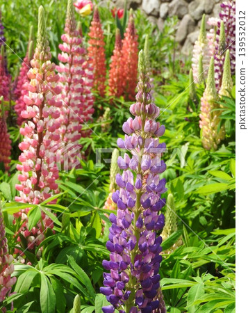 The colorful, tower-shaped flowers of the lupine. The colorful, tower-shaped flowers of the lupine. 139532012