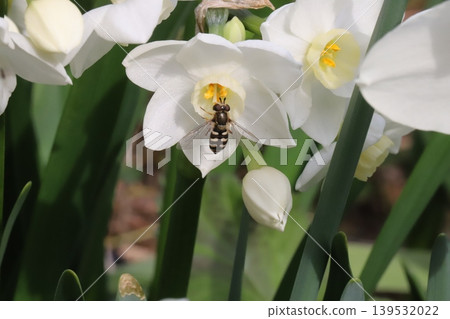 A two-spotted hoverfly sips nectar from a daffodil flower blooming in the spring garden. A two-spotted hoverfly sips nectar from a daffodil flower blooming in the spring garden. 139532022