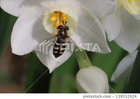 A two-spotted hoverfly sips nectar from a daffodil flower blooming in the spring garden. 139532024
