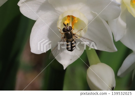 A two-spotted hoverfly sips nectar from a daffodil flower blooming in the spring garden. A two-spotted hoverfly sips nectar from a daffodil flower blooming in the spring garden. 139532025