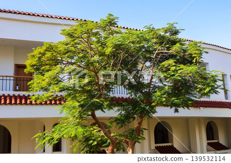 A tree with lush branches near the hotel building A tree with lush branches near the hotel building 139532114