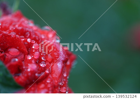 秋雨中的玫瑰 秋雨中的玫瑰 139532124