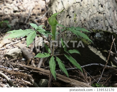 初夏山地植物鋸齒天南星 初夏山地植物鋸齒天南星 139532170