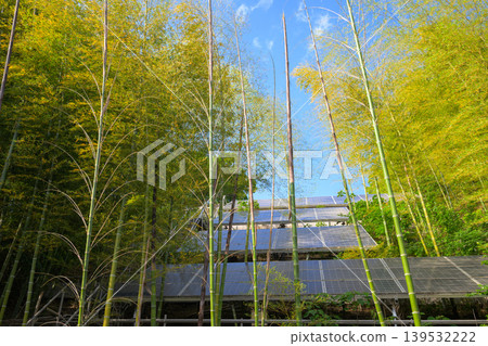 Solar panels surrounded by a bamboo grove 139532222