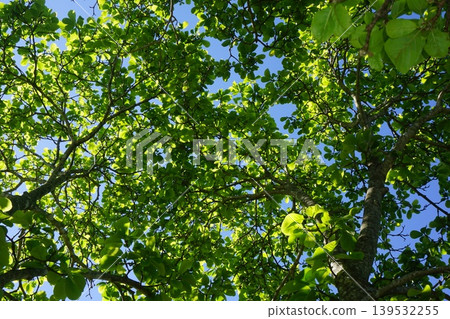 Young leaves of white magnolia seen from below 139532255