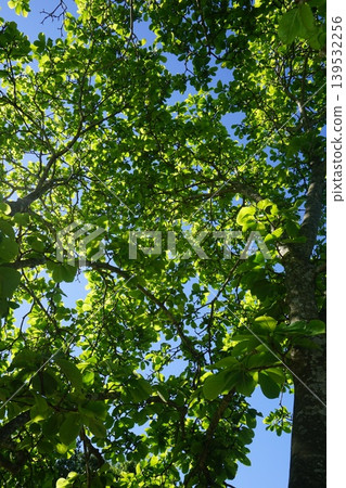 Young leaves of white magnolia seen from below 139532256