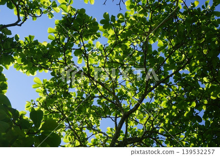 Young leaves of white magnolia seen from below 139532257