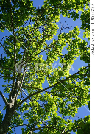 Young leaves of white magnolia seen from below 139532259