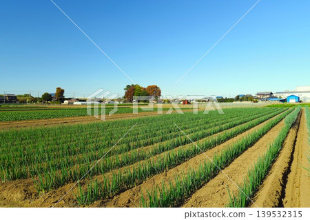 Winter scenery of onion fields in the suburbs Winter scenery of onion fields in the suburbs 139532315