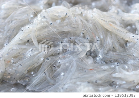 Fresh whitebait harvested at Iwaya Port, Awaji Island Fresh whitebait harvested at Iwaya Port, Awaji Island 139532392