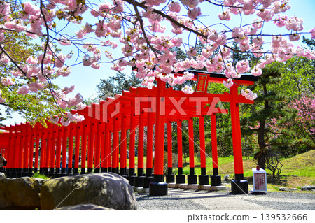 Takayama Inari Shrine in Spring Takayama Inari Shrine in Spring 139532666