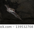 Long-nosed bats flying through a cave 139532708