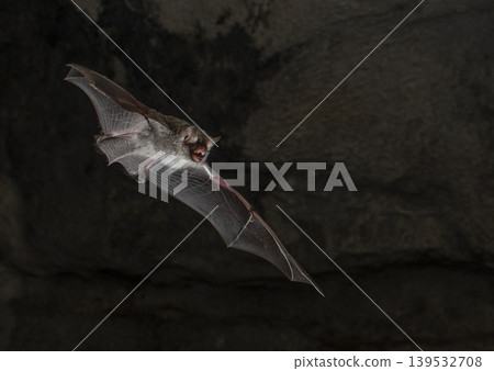 Long-nosed bats flying through a cave Long-nosed bats flying through a cave 139532708