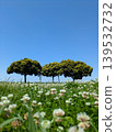 白三葉草花、樹木和藍天；低角度拍攝；栃木縣渡良瀨沖積平原 139532732