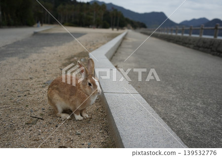 Hiroshima Prefecture Okunoshima Hiroshima Prefecture Okunoshima 139532776