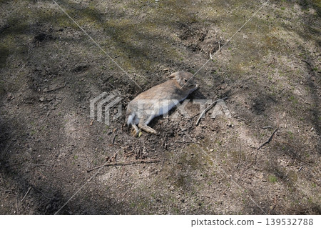Hiroshima Prefecture Okunoshima 139532788