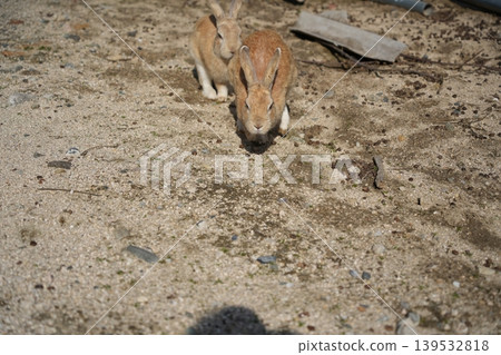 Hiroshima Prefecture Okunoshima 139532818