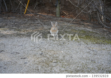 Hiroshima Prefecture Okunoshima 139532819