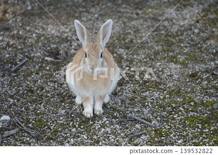 Hiroshima Prefecture Okunoshima Hiroshima Prefecture Okunoshima 139532822