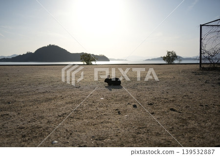 Hiroshima Prefecture Okunoshima Hiroshima Prefecture Okunoshima 139532887