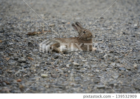 Hiroshima Prefecture Okunoshima Hiroshima Prefecture Okunoshima 139532909
