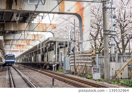 【西大井站】櫻花盛開,橫須賀/總武快速線列車穿梭往來。 【西大井站】櫻花盛開,橫須賀/總武快速線列車穿梭往來。 139532964