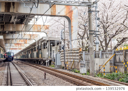 [Nishi-Ōi Station] Cherry blossoms in full bloom and trains on the Sagami Railway-JR direct line 139532976