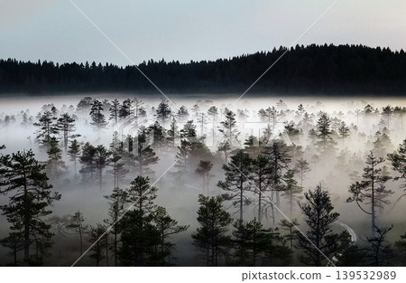 Misty pine forest landscape at sunrise in wilderness 139532989