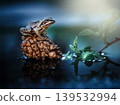 Frog resting on pinecone floating in water 139532994
