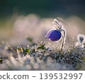 Purple pasque flower blooming in morning dew 139532997