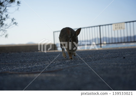 Hiroshima Prefecture Okunoshima Hiroshima Prefecture Okunoshima 139533021