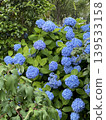 Blue hydrangea 139533158