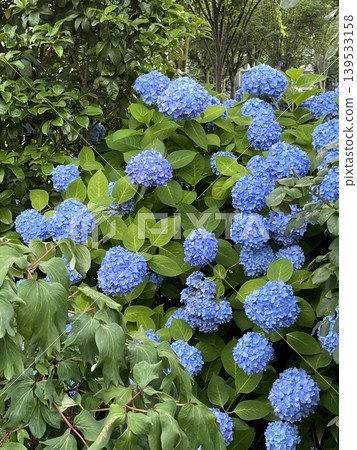 Blue hydrangea Blue hydrangea 139533158