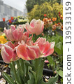 Pink tulip 139533159